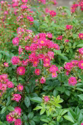 Rosa Oso Easy Peasy's abundant dark pink flowers are centered with bright yellow stamens.
