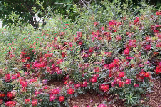 Rosa Oso Easy Urban Legend IMG_1480