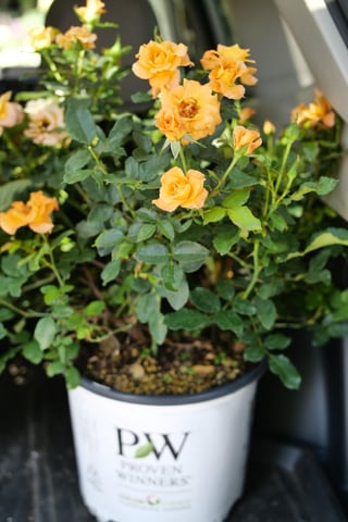 A blooming Sunorita rose in a Proven Winners ColorChoice Shrubs pot placed in someone's trunk ready to get planted.