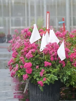 An Oso Easy Peasy rose is in the trial greenhouse flagged for inspection.