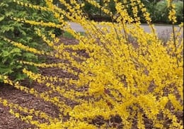 Show Off forsythia