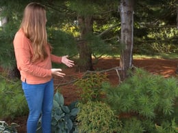 Shrub-Perennial-Pairing