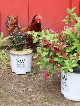 Chicken safe shrub, Sonic Bloom weigela, with a chicken examining it.