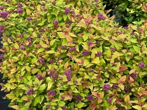 Spiraea Double Play Dolly IMG_1917-300x225-bac8a22