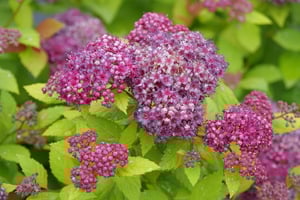 Spiraea Double Play Dolly P1001886-300x200-f29fae0