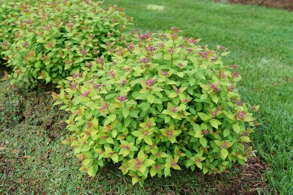 Spiraea Double Play Dolly P1184166-600x400-bf06395