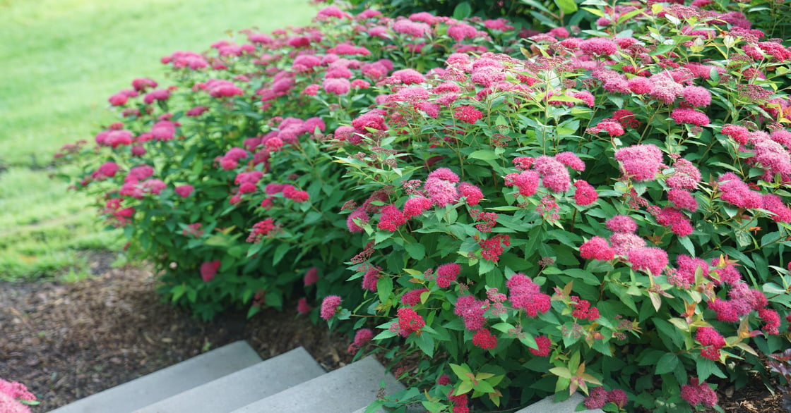 Spiraea Double Play Doozie full of bright pink flowers, dark pink buds, and a few hidden spent flowers, showing off its ability to rebloom perfectly.