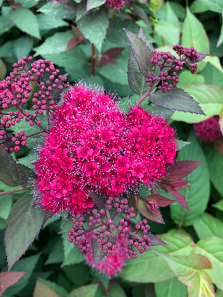 Spiraea Double Play Doozie with a big pink bloom surrounded by tiny dark purple flower buds, getting ready to rebloom.
