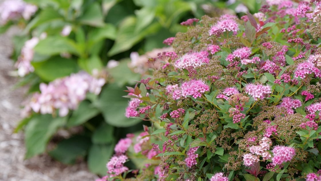 A reblooming Double Play Doozie spirea performing well even throughout drought.