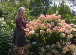 Stacey Hirvela with a dwarf panicle hydrangea.