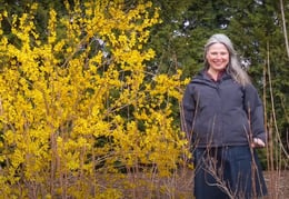 Stacey-forsythia