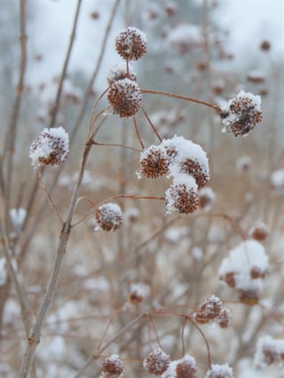 Sugar-Shack-buttonbush
