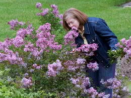 Syringa Bloomerang Dark Purple IMG_6267