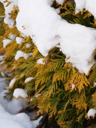 Thuja Annas Magic Ball foliage in snow.