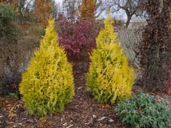 Thuja Fluffy P2460014
