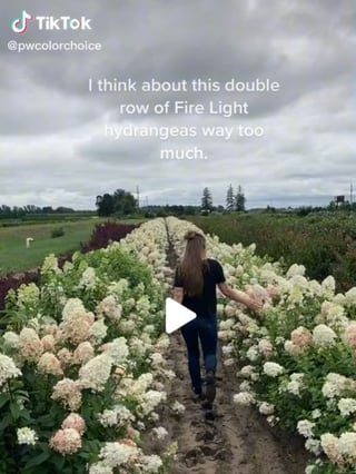 A screenshot of a TikTok with a person walking between a double row of white Fire Light hydrangeas.