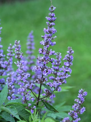 Vitex Blue Diddley blooming in the late summer garden.