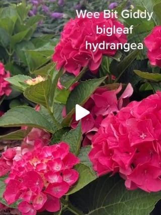 A close view of Wee Bit Giddy hydrangeas on a screenshot of a TikTok about hydrangeas in the summer garden.