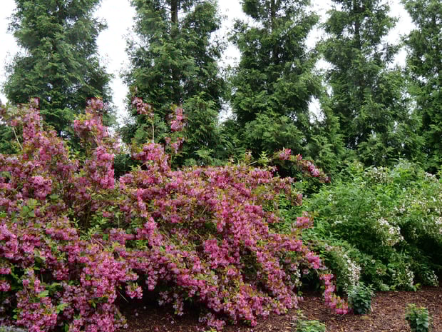 Weigela Sonic Bloom Pink P1076235