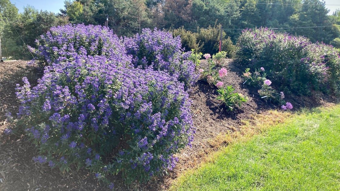 A late summer planting of a group of Beyond Midnight bluebeard in full bloom on the left side of the photo, newly planted Let's Dance Can Do hydrangeas in the center, and a group of 'Miss Violet' butterfly bushes in full bloom at the right.