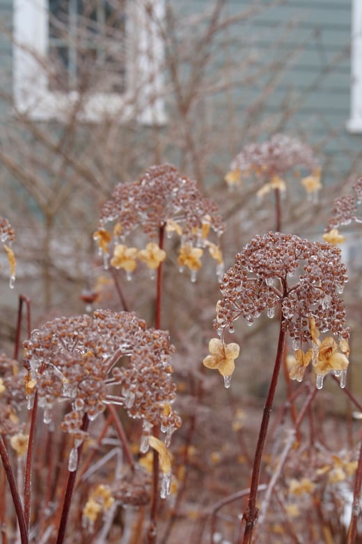 Invincibelle Lace smooth hydrangea dried flowers in the wintertime, coated in a shiny layer of ice, but a warm yellowish tan color.