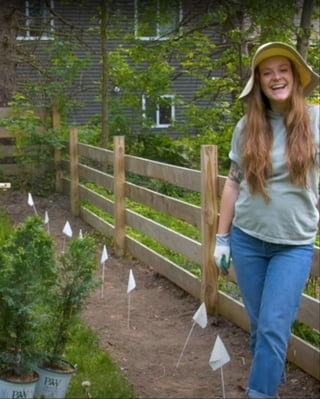 A gardener is preparing to plant an evergreen hedge.