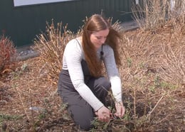 pruning shrub