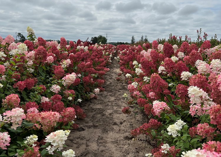 Double row of Fire Light panicle hydrangeas in the fall.