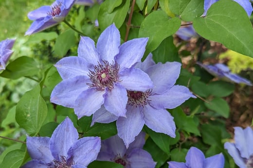 Blue-ish purple Still Waters clematis flowers on healthy green foliage in mid-June.