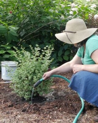 Stacey watering a newly planted shrub.